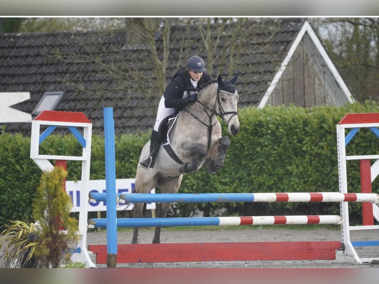 Caballo de deporte irlandés Caballo castrado 8 años 148 cm Bayo in Galway