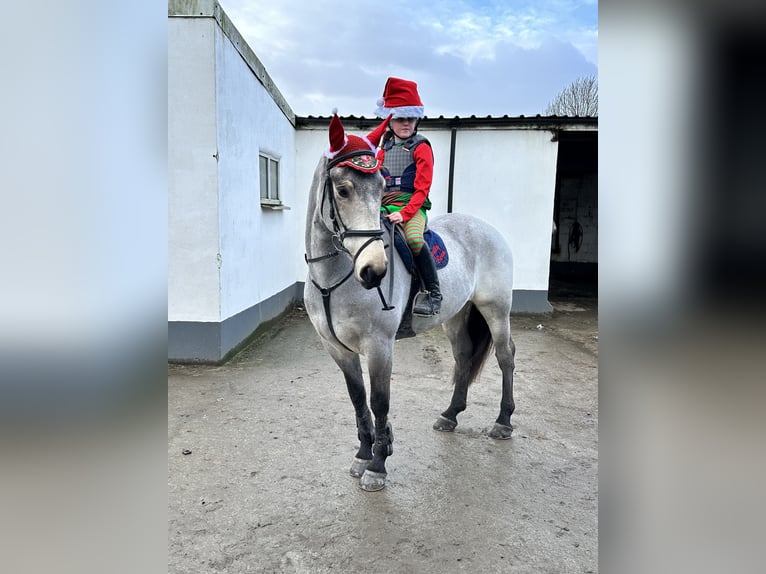 Caballo de deporte irlandés Caballo castrado 8 años 148 cm Bayo in Galway