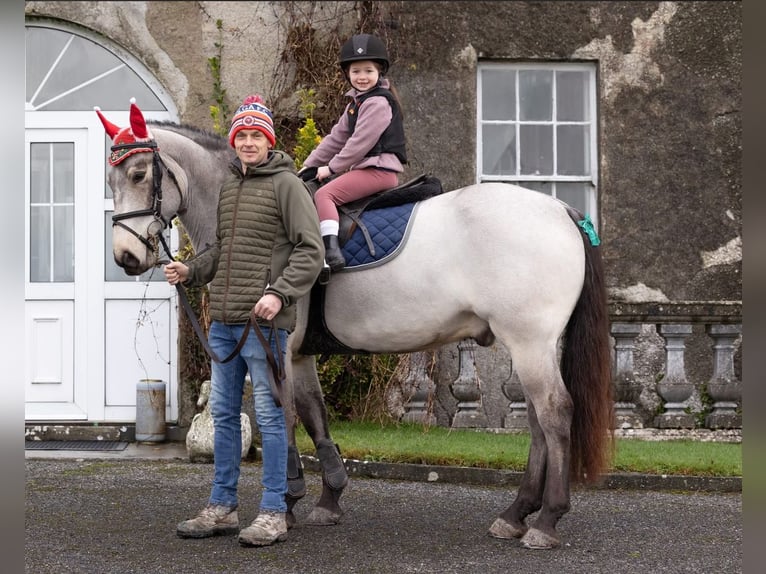Caballo de deporte irlandés Caballo castrado 8 años 148 cm  in Galway