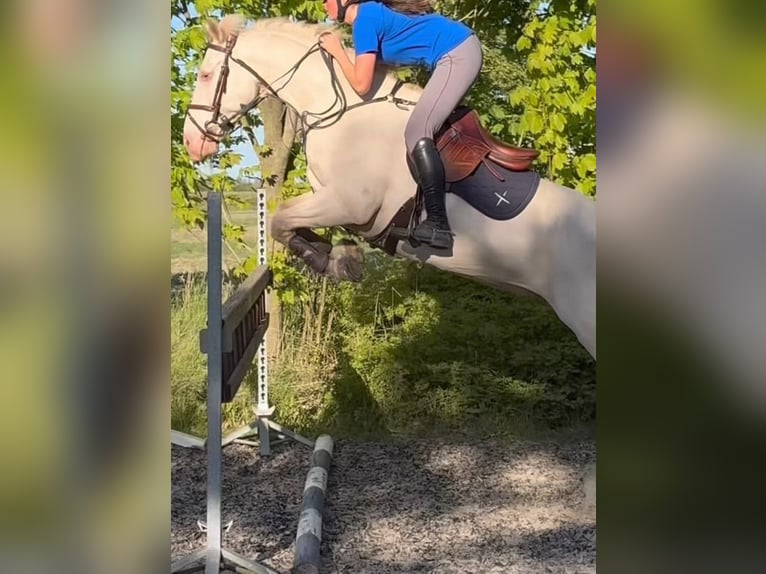 Caballo de deporte irlandés Caballo castrado 8 años 148 cm Palomino in Maarslet