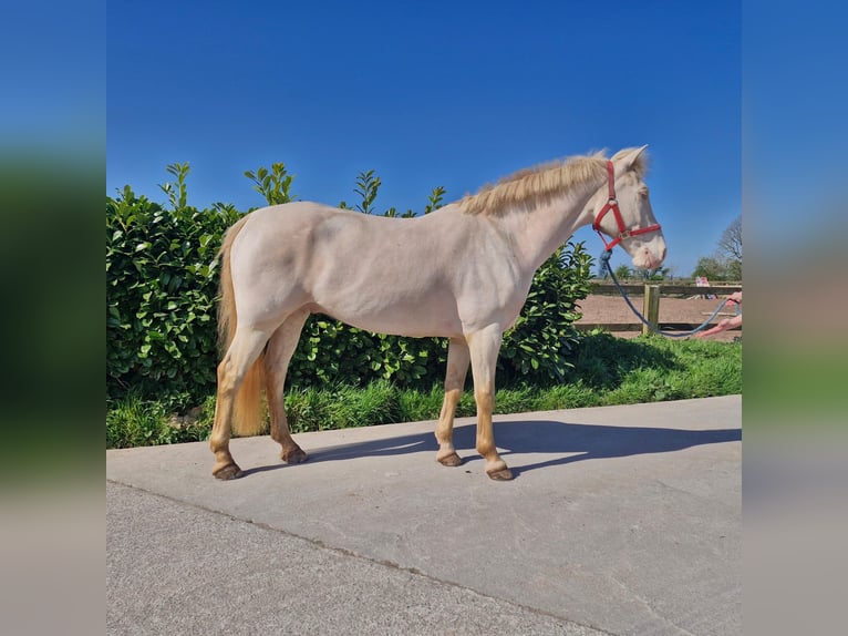 Caballo de deporte irlandés Caballo castrado 8 años 148 cm Palomino in Maarslet