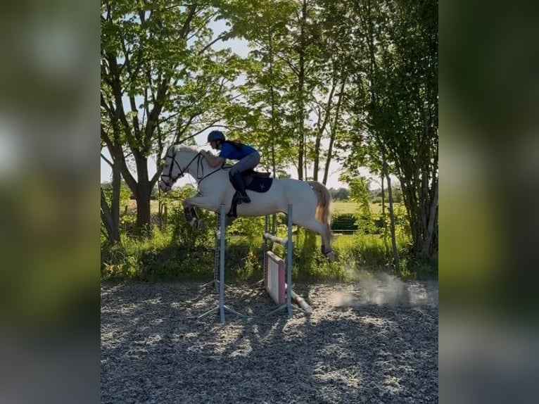 Caballo de deporte irlandés Caballo castrado 8 años 148 cm Palomino in Maarslet