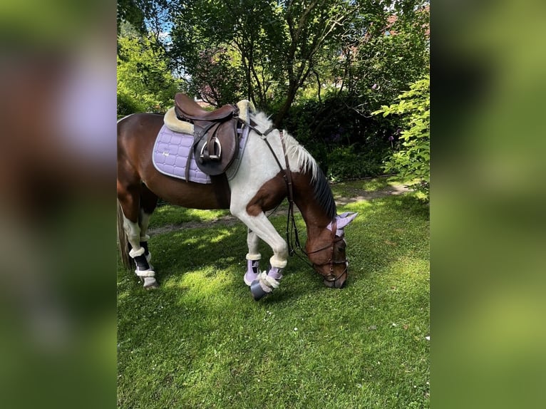 Caballo de deporte irlandés Mestizo Caballo castrado 8 años 149 cm Pío in Hannover