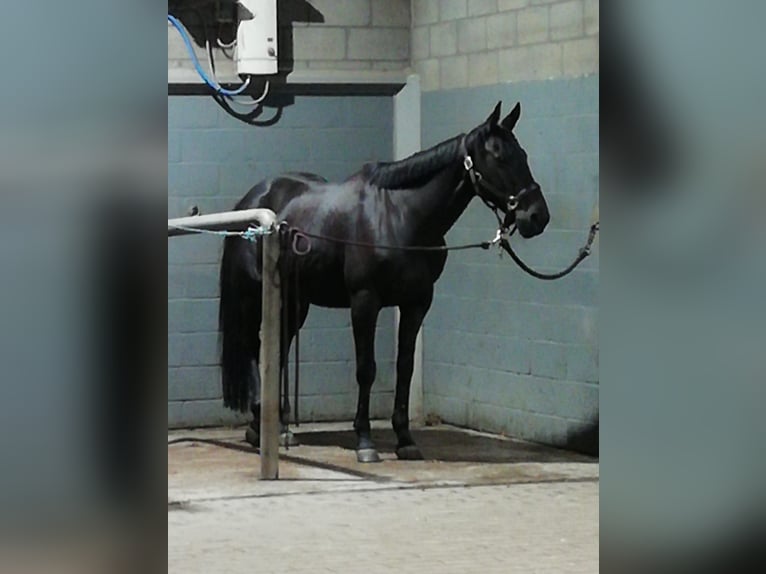 Caballo de deporte irlandés Caballo castrado 8 años 155 cm Negro in Wijnegem