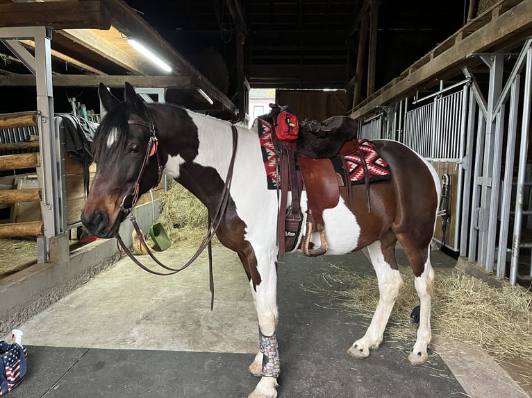 Caballo de deporte irlandés Caballo castrado 8 años 156 cm Pío in Suben