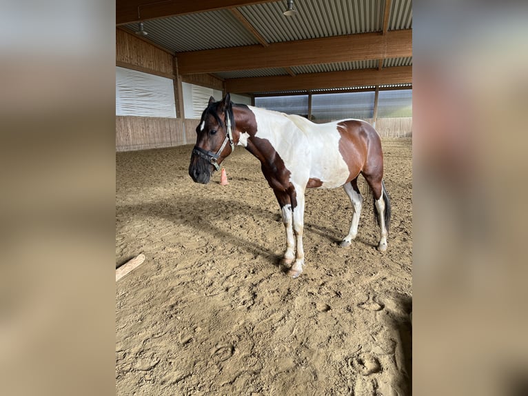 Caballo de deporte irlandés Caballo castrado 8 años 156 cm Pío in Suben