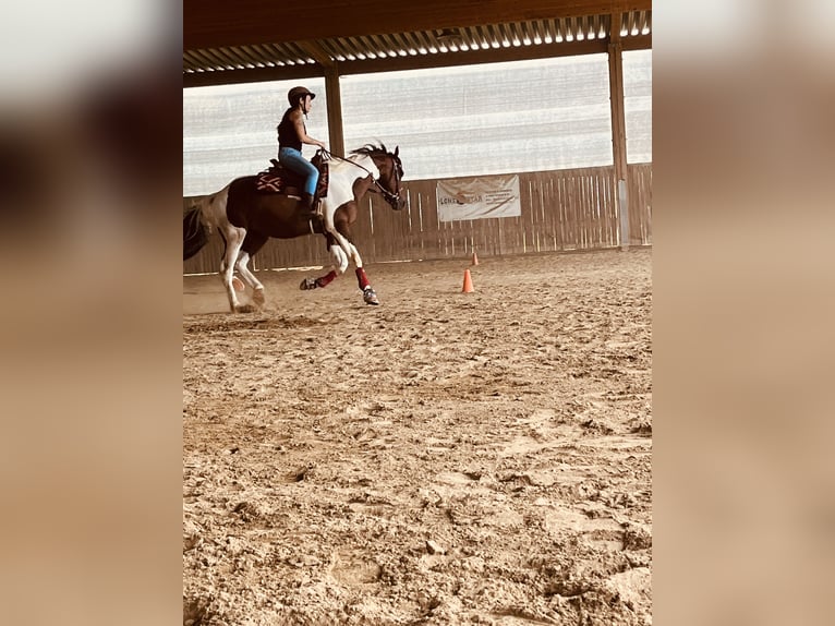 Caballo de deporte irlandés Caballo castrado 8 años 156 cm Pío in Suben