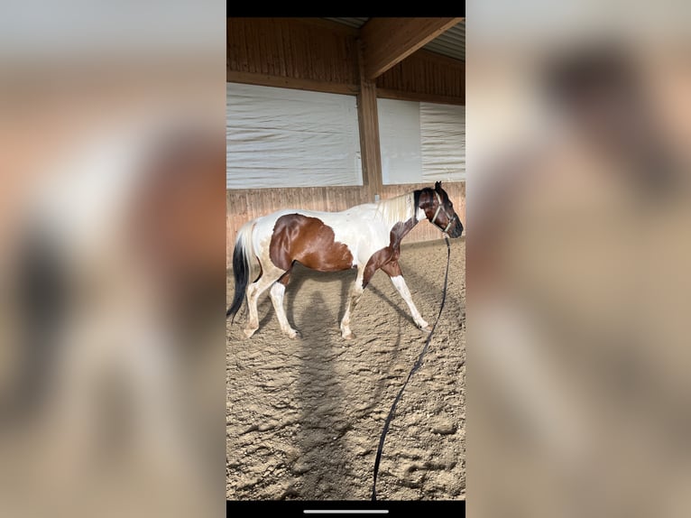 Caballo de deporte irlandés Caballo castrado 8 años 156 cm Pío in Suben