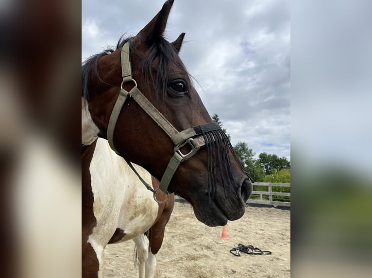 Caballo de deporte irlandés Caballo castrado 8 años 156 cm Pío in Suben