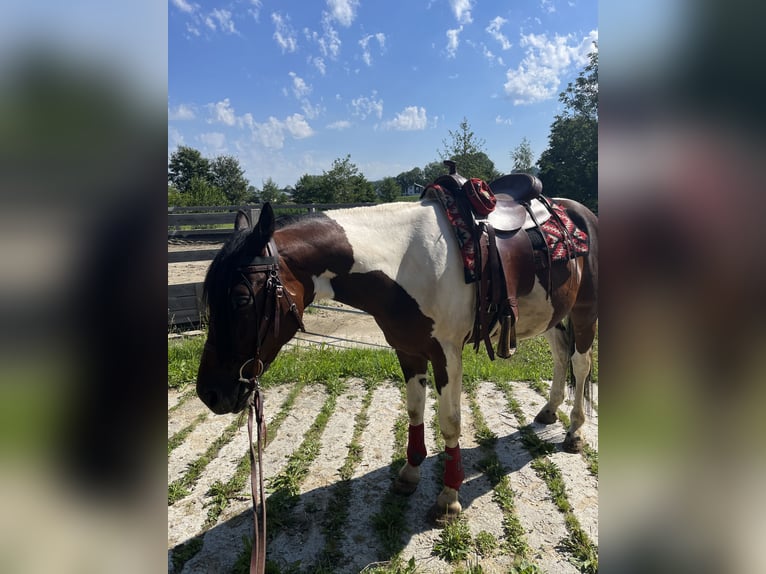 Caballo de deporte irlandés Caballo castrado 8 años 156 cm Pío in Suben