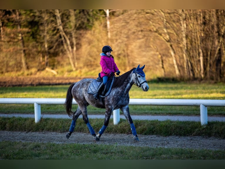 Caballo de deporte irlandés Caballo castrado 8 años 157 cm Tordo in Poggersdorf