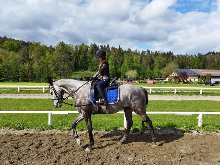 Caballo de deporte irlandés Caballo castrado 8 años 157 cm Tordo in Poggersdorf