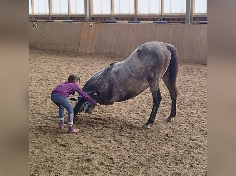 Caballo de deporte irlandés Caballo castrado 8 años 157 cm Tordo in Poggersdorf