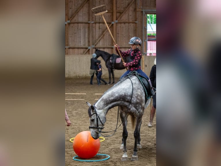 Caballo de deporte irlandés Caballo castrado 8 años 157 cm Tordo in Poggersdorf