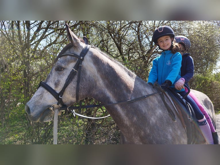 Caballo de deporte irlandés Caballo castrado 8 años 157 cm Tordo in Poggersdorf