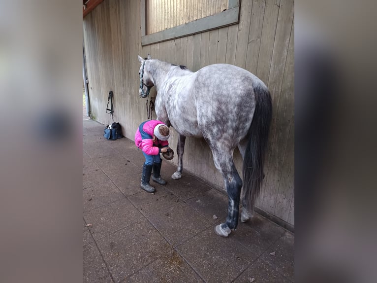 Caballo de deporte irlandés Caballo castrado 8 años 157 cm Tordo in Poggersdorf