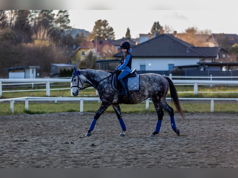 Caballo de deporte irlandés Caballo castrado 8 años 157 cm Tordo in Poggersdorf