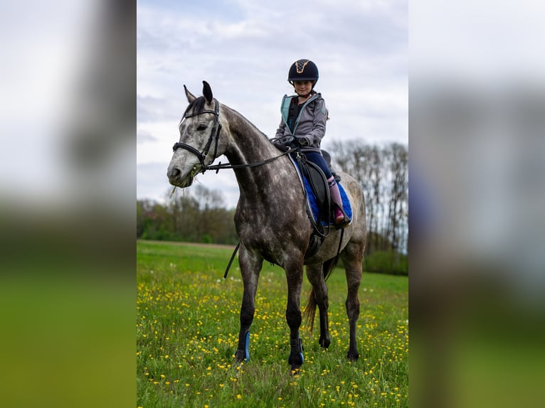 Caballo de deporte irlandés Caballo castrado 8 años 157 cm Tordo in Poggersdorf