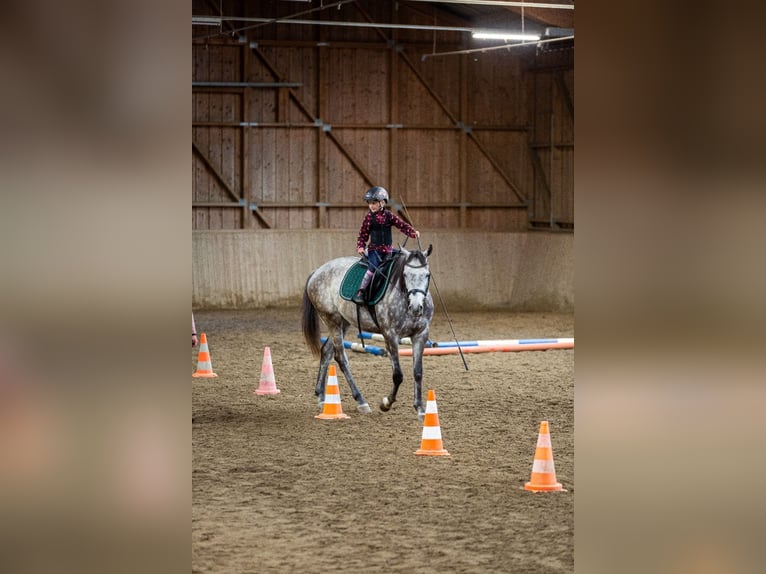 Caballo de deporte irlandés Caballo castrado 8 años 157 cm Tordo in Poggersdorf