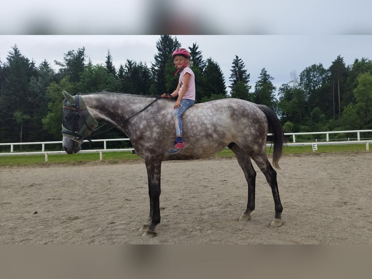 Caballo de deporte irlandés Caballo castrado 8 años 157 cm Tordo in Poggersdorf