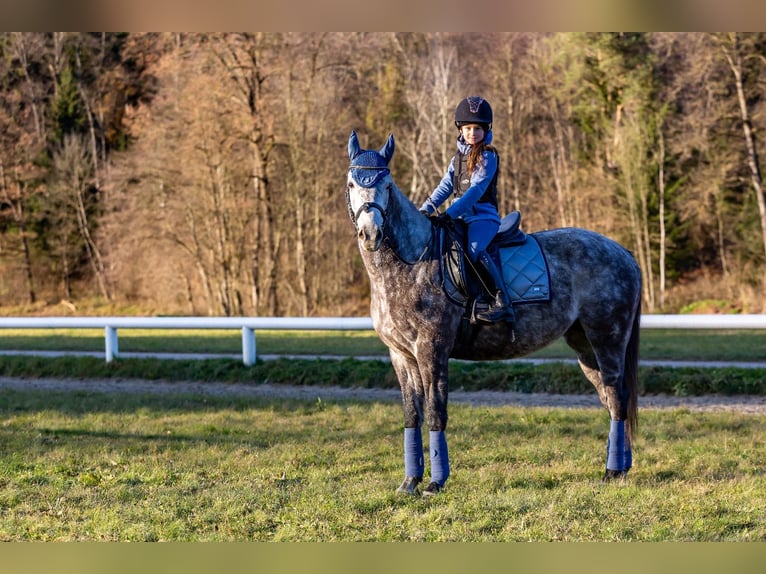 Caballo de deporte irlandés Caballo castrado 8 años 157 cm Tordo in Poggersdorf