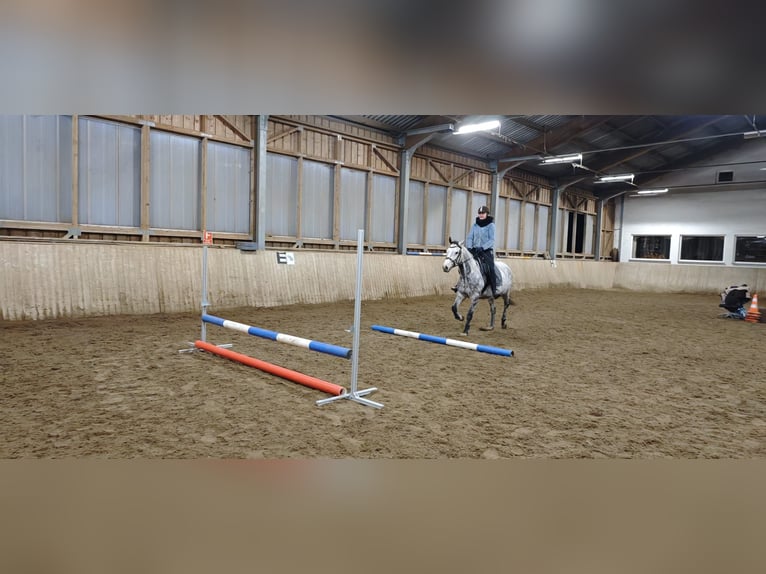 Caballo de deporte irlandés Caballo castrado 8 años 157 cm Tordo in Poggersdorf