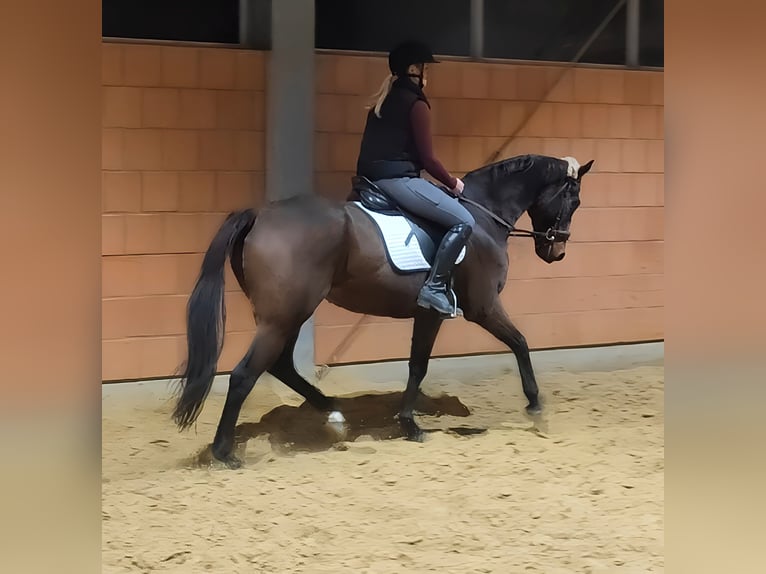 Caballo de deporte irlandés Caballo castrado 8 años 158 cm Castaño in Lage