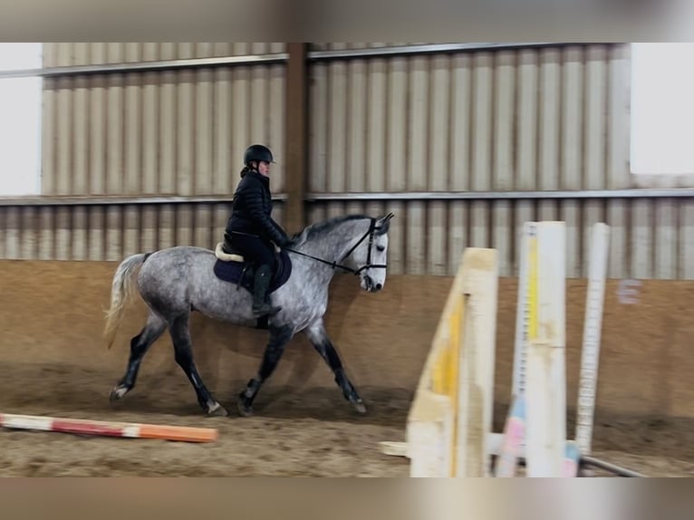 Caballo de deporte irlandés Caballo castrado 8 años 158 cm Tordo in Sligo