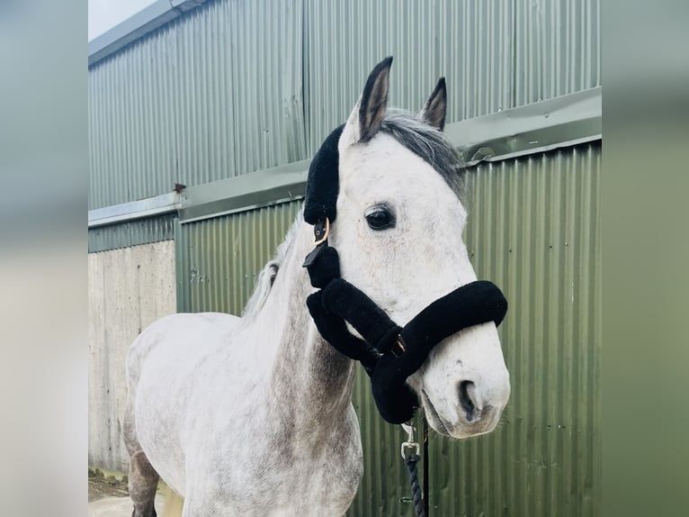 Caballo de deporte irlandés Caballo castrado 8 años 158 cm Tordo in Sligo