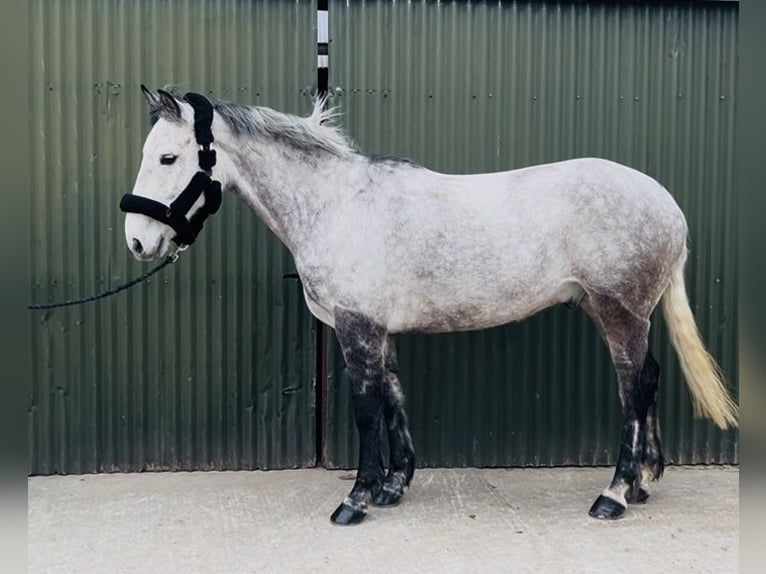 Caballo de deporte irlandés Caballo castrado 8 años 158 cm Tordo in Sligo