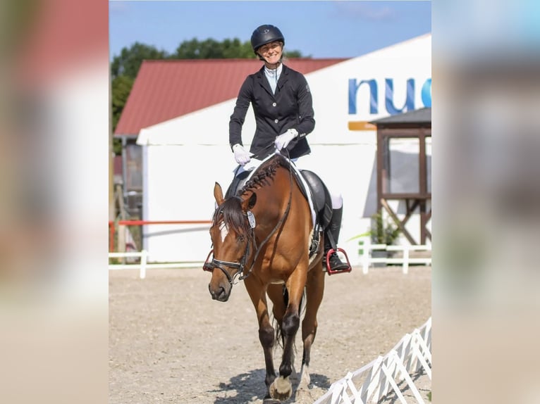 Caballo de deporte irlandés Mestizo Caballo castrado 8 años 160 cm Castaño in Groß Särchen