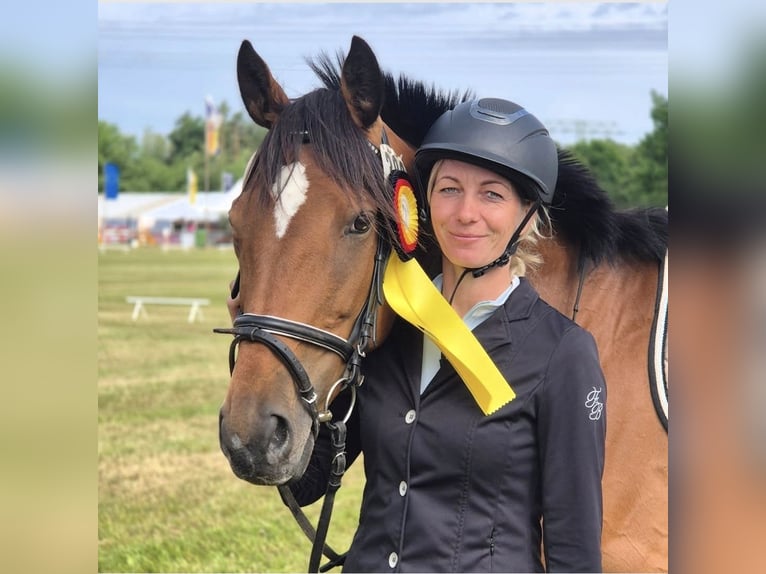 Caballo de deporte irlandés Mestizo Caballo castrado 8 años 160 cm Castaño in Groß Särchen
