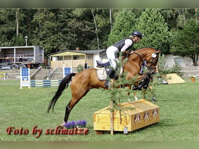 Caballo de deporte irlandés Mestizo Caballo castrado 8 años 160 cm Castaño in Groß Särchen