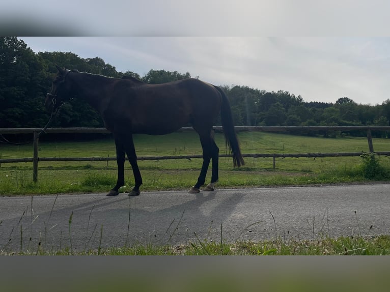 Caballo de deporte irlandés Caballo castrado 8 años 165 cm Castaño in Floh-Seligenthal