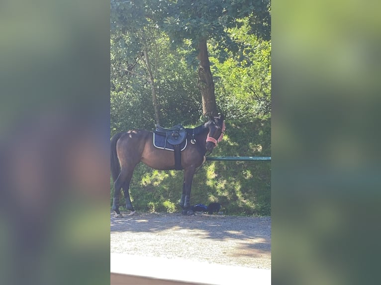 Caballo de deporte irlandés Caballo castrado 8 años 165 cm Castaño in Floh-Seligenthal