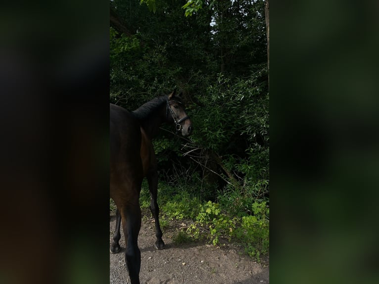 Caballo de deporte irlandés Caballo castrado 8 años 165 cm Castaño in Floh-Seligenthal