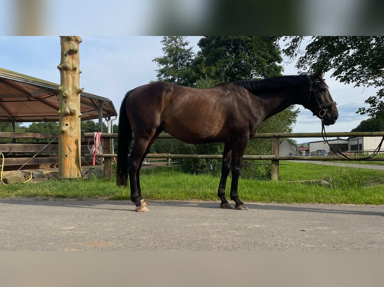 Caballo de deporte irlandés Caballo castrado 8 años 165 cm Castaño in Floh-Seligenthal