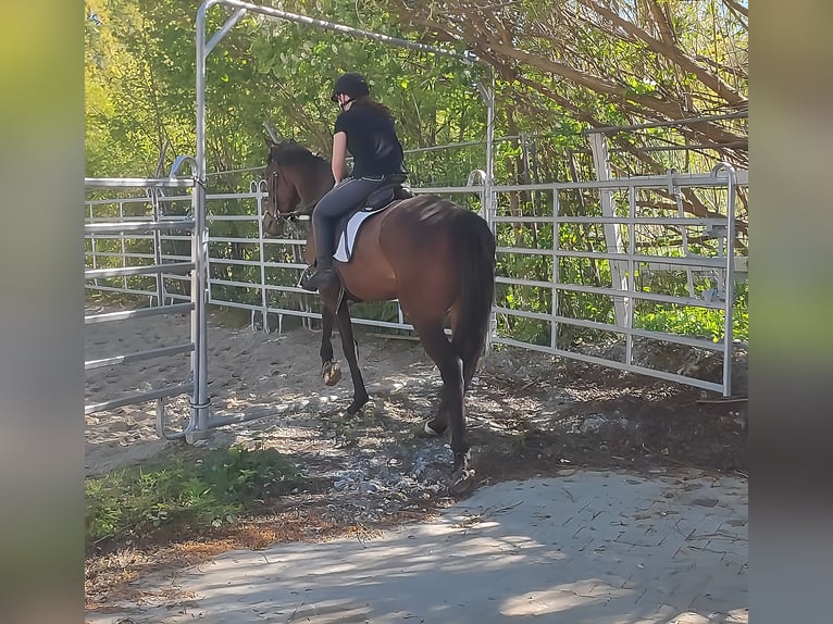 Caballo de deporte irlandés Caballo castrado 8 años 166 cm Castaño in Blomberg