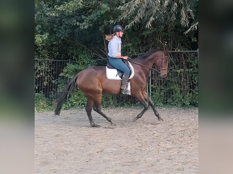 Caballo de deporte irlandés Caballo castrado 8 años 166 cm Castaño in Lage