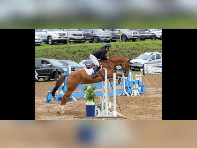 Caballo de deporte irlandés Caballo castrado 8 años 170 cm Alazán-tostado in Sligo