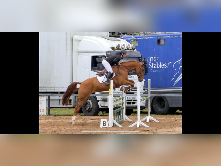 Caballo de deporte irlandés Caballo castrado 8 años 170 cm Alazán-tostado in Sligo