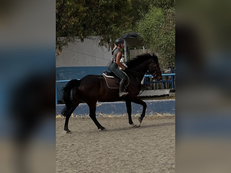 Caballo de deporte irlandés Mestizo Caballo castrado 8 años 170 cm Castaño oscuro in Malaga