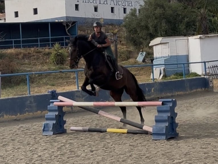 Caballo de deporte irlandés Mestizo Caballo castrado 8 años 170 cm Castaño oscuro in Malaga