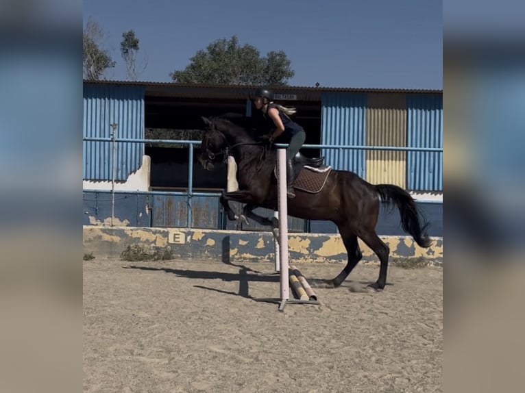 Caballo de deporte irlandés Mestizo Caballo castrado 8 años 170 cm Castaño oscuro in Malaga