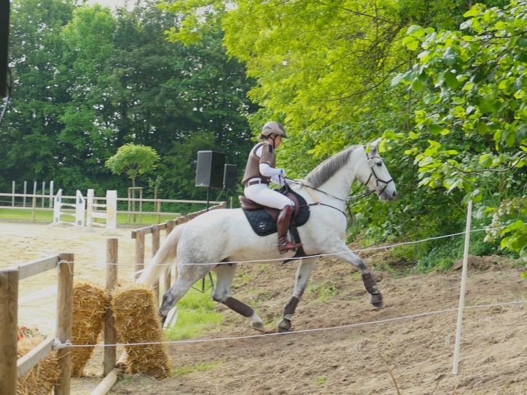 Caballo de deporte irlandés Caballo castrado 8 años 170 cm Tordo rodado in Düsseldorf