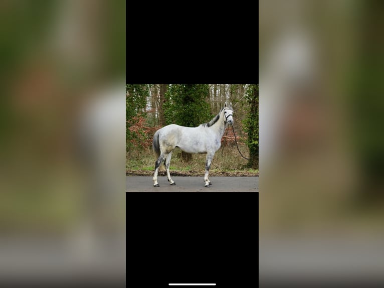 Caballo de deporte irlandés Caballo castrado 8 años 171 cm Tordo in Gescher