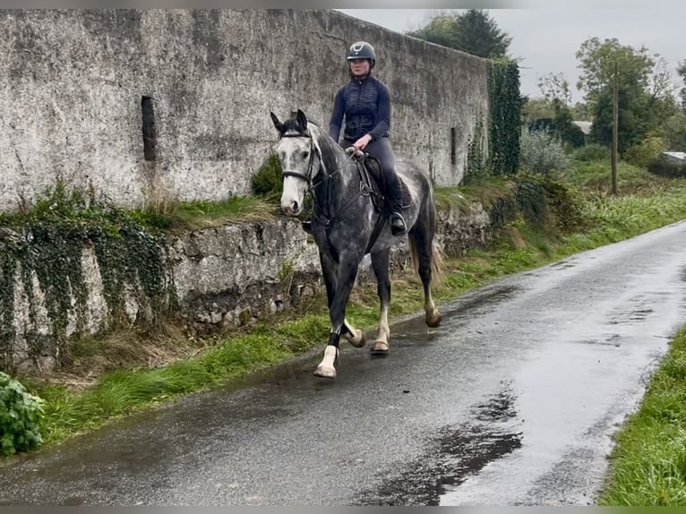 Caballo de deporte irlandés Caballo castrado 8 años 173 cm Tordo in Sligo