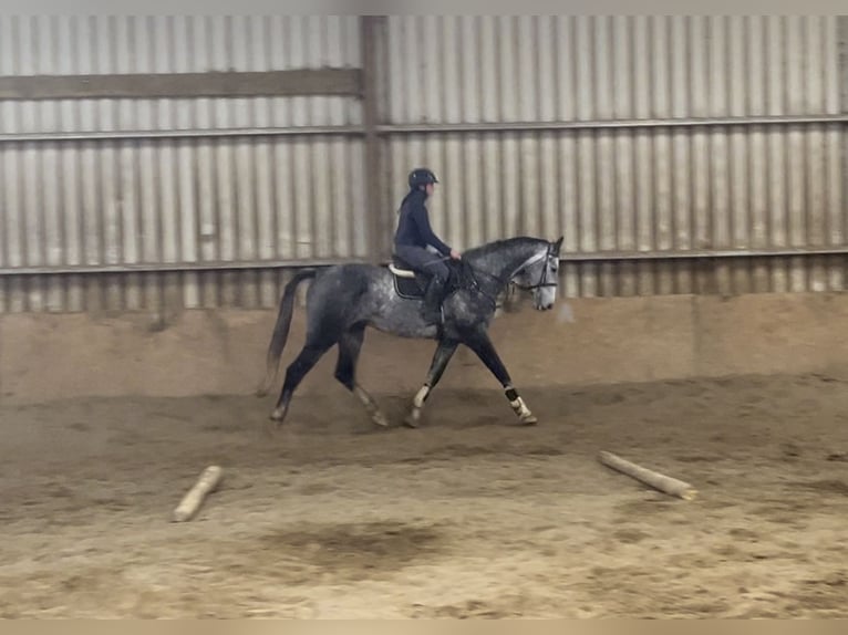 Caballo de deporte irlandés Caballo castrado 8 años 173 cm Tordo in Sligo