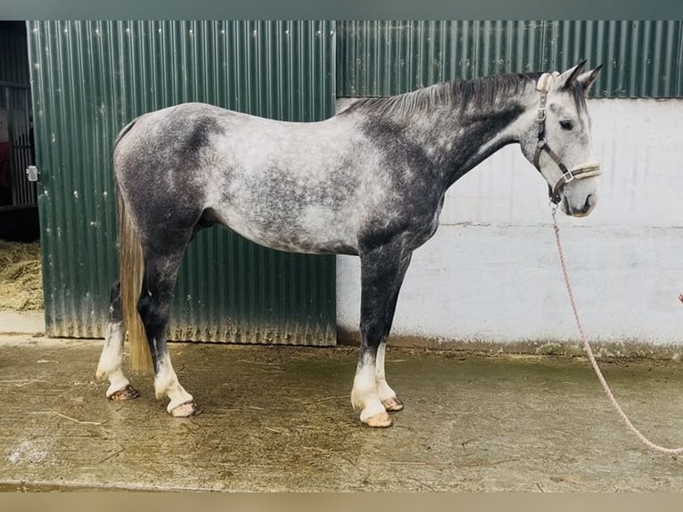 Caballo de deporte irlandés Caballo castrado 8 años 173 cm Tordo in Sligo