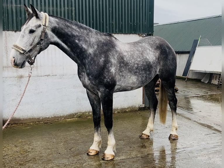 Caballo de deporte irlandés Caballo castrado 8 años 173 cm Tordo in Sligo